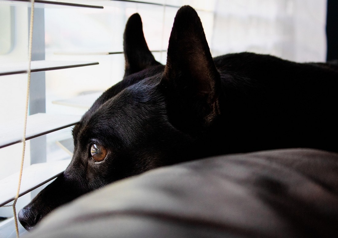 Best Pet-Friendly Window Coverings for Furry Family Members